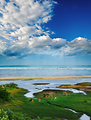 포토 JPG 해외이미지 동물 척추동물 공원 야생동물 백그라운드 밭 포유류 자연 털 뿔 사람없음 야외 가로 초록색 갈색 달러 아기 점 그룹 원주민 숨김 내추럴 아기사슴 암사슴 엘크 전국 많음 해외202004 해외포토 공공시설 새끼 컬러 컨셉 돈 농업 사슴 사람 아프리카인 암컷 생태계 파일형식 이미지허브