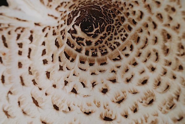 포토 JPG 해외이미지 계절 음식 밭 재료 자연 요리 사람없음 햇빛 버섯 땅 싱글 유기농 곰팡이 채식주의자 해외202004 해외포토 웰빙 농업 태양 생태계 채식 파일형식 이미지허브