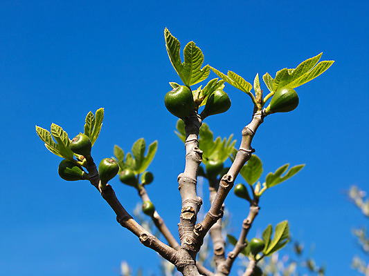 포토 JPG 해외이미지 모양 나무 식물 구름 음식 줄기 잎 농업 과일 하늘 건강 육류 사람없음 초록색 여름 파란색 정원 맑음 성장 시골 신선 지중해 묘사 유기농 섬유 무화과 숙성 식용 영양소 이국적 해외202004 해외포토 자연요소 웰빙 계절 산업 바다 컬러 식재료 날씨 직물 파일형식 이미지허브