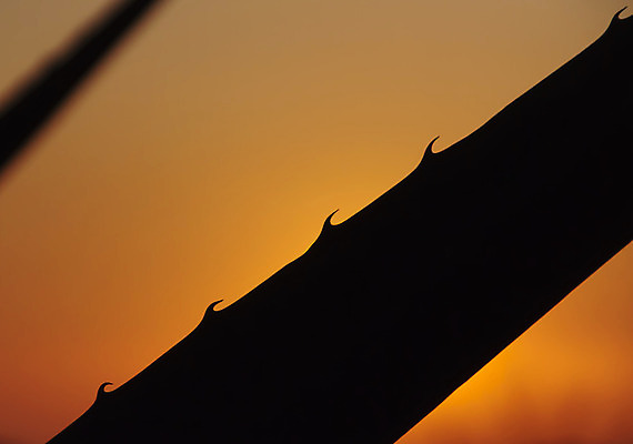 포토 JPG 해외이미지 식물 실루엣 밭 자연 하늘 산 풍경 사람없음 야외 빨간색 관광지 미국 일몰 코스타리카 해외202004 해외포토 컬러 여행 북아메리카 농업 촬영기법 노을 중앙아메리카 생태계 파일형식 이미지허브