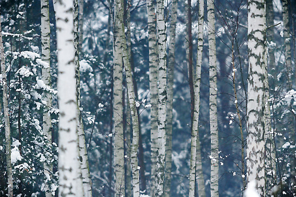포토 JPG 해외이미지 주간 겨울 자연 사람없음 야외 숲속 자작나무 겨울풍경 해외202004 해외포토 자연요소 나무 계절 풍경 숲 생태계 파일형식 이미지허브