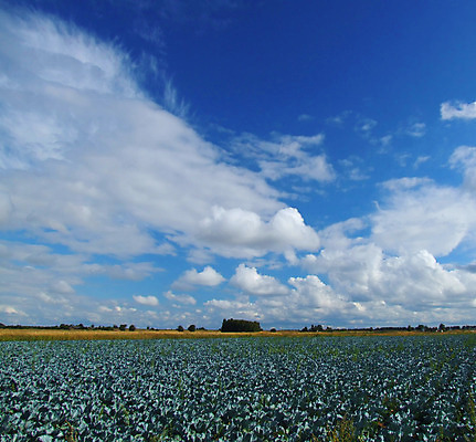 포토 JPG 해외이미지 구름 밭 하늘 날씨 따뜻함 풍경 사람없음 초록색 여름 파란색 농장 맑음 흰색 시골 만족 양배추 밭일 해외202004 해외포토 자연요소 계절 감정 컬러 농업 채소 파일형식 이미지허브