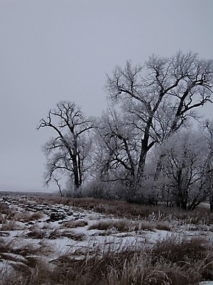 포토 JPG 해외이미지 나무 지구 잎 겨울 밭 자연 날씨 사람없음 야외 환경 얼음 봄 추위 덮개 백발 가을 나뭇가지 신선 황무지 서리 내추럴 폭설 눈내림 해외202004 해외포토 자연요소 식물 헤어스타일 계절 농업 눈_날씨 뚜껑 자연재해 생태계 파일형식 이미지허브