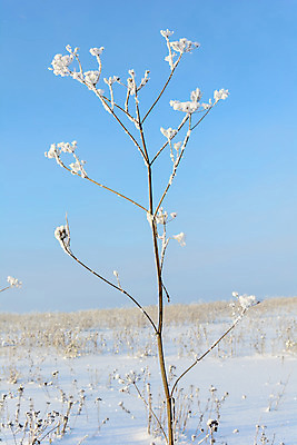 포토 JPG 해외이미지 나무 식물 구름 디자인 계절 공원 여행 백그라운드 잎 크리스마스 겨울 자연 하늘 표면 날씨 풍경 사람없음 야외 파란색 빛 갈색 환경 정원 냉동 얼음 검은색 추위 흰색 나뭇가지 숲 서리 장면 층 내추럴 떠남 해외202004 해외포토 자연요소 공공시설 기념일 컬러 모션 생태계 파일형식 이미지허브