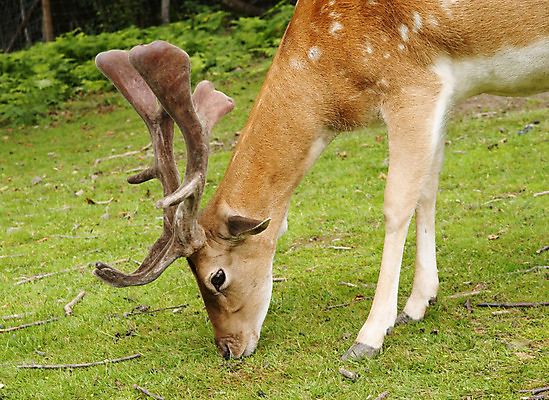포토 JPG 해외이미지 동물 척추동물 응시 야생동물 포유류 자연 털 사람없음 반려동물 머리 봄 흰색 표현 신생아 관찰 점 경계 코 귀 고립 아기사슴 해외202004 해외포토 시선 계절 새끼 컬러 모션 사슴 신체부위 아기 생태계 파일형식 이미지허브
