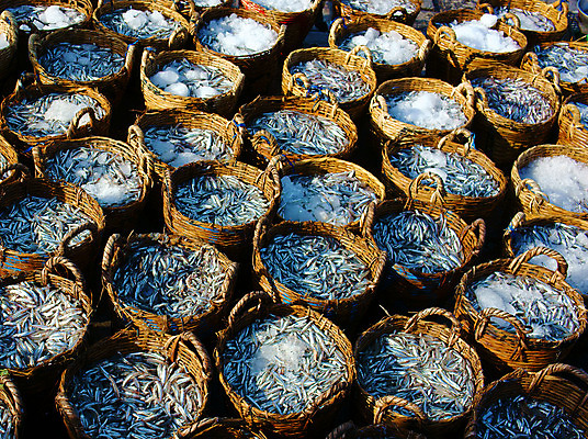 포토 JPG 해외이미지 접시 아시아 선 음식 낚시 어류 동양인 풍경 사람없음 야외 노란색 바구니 얼음 놀람 신선 오픈 그룹 시장 군중 상품 배열 먹기 해산물 베트남 어장 전문 줄서기 특별함 많음 해외202004 해외포토 자연요소 식기 감정 나라 컬러 컨셉 모션 레저 표정 사람 인종 동남아시아 수중동물 파일형식 이미지허브