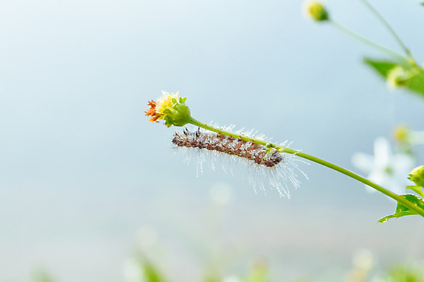 포토 JPG 해외이미지 식물 꽃 백그라운드 자연 아침 사람없음 물 여름 웹 젖음 안개 물방울 그물 벌레 떨어짐 이슬 거미줄 빗방울 거미 내추럴 해외202004 해외포토 주간 자연요소 계절 곤충 컨셉 인터넷 날씨 비_날씨 생태계 파일형식 이미지허브