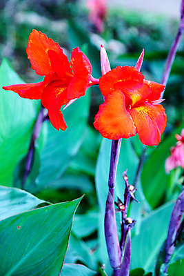 포토 JPG 해외이미지 나무 식물 꽃 분홍색 백그라운드 잎 밭 오렌지 자연 벽지 사람없음 빨간색 초록색 여름 컬러풀 노란색 정원 맑음 신선 강렬 해외202004 해외포토 계절 컬러 농업 과일 날씨 생태계 파일형식 이미지허브