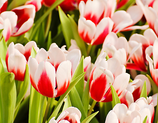 포토 JPG 해외이미지 식물 계절 꽃잎 꽃 줄기 분홍색 꽃다발 잎 꽃무늬 밭 자연 발렌타인데이 선물 사랑 사람없음 야외 장식 빨간색 초록색 컬러풀 정원 봄 활발 튤립 벚꽃 축하 신선 다발 배열 꽃집 내추럴 강렬 해외202004 해외포토 감정 컬러 컨셉 무늬 농업 데이이벤트 상점 생태계 파일형식 이미지허브