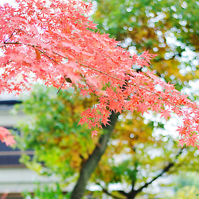 포토 JPG 해외이미지 나무 식물 디자인 계절 아시아 백그라운드 단풍 잎 패턴 오렌지 자연 벽지 추상 따뜻함 사람없음 장식 빨간색 초록색 빛 컬러풀 갈색 노란색 일본 가을 흰색 나뭇가지 11월 묘사 질감 10월 내추럴 강렬 고립 해외202004 해외포토 나라 컬러 무늬 과일 날짜 생태계 파일형식 이미지허브