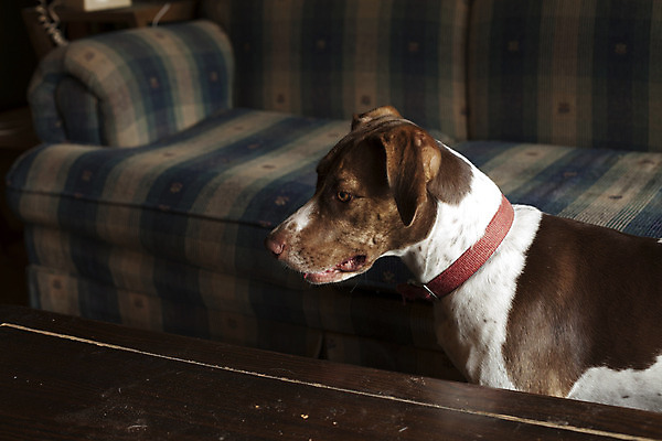 포토 JPG 해외이미지 동물 라이프스타일 응시 포즈 포유류 자연 탁자 피곤 사람없음 반려동물 갈색 머리카락 머리 평화 침묵 흰색 점 기다림 구출 개 강아지 고독 모피 사냥 사냥개 육식동물 사냥꾼 송곳니 기르기 동반자 신앙심 주목 충고 해외202004 해외포토 직업 시선 감정 컬러 가구 컨셉 모션 생활 신체부위 소리 도움 치아 생태계 돌봄 파일형식 이미지허브