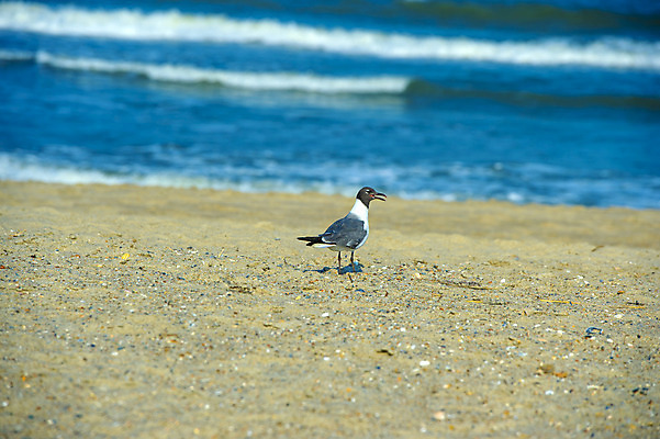 포토 JPG 해외이미지 동물 호수 야생동물 바다 자연 갈매기 조류 종류 사람없음 물 여름 검은색 미국 흰색 습지 철새 동쪽 대서양 해외202004 해외포토 자연요소 계절 컬러 북아메리카 방향 생태계 파일형식 이미지허브