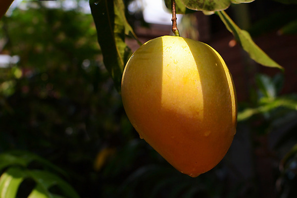포토 JPG 해외이미지 나무 식물 음식 잎 농업 다이어트 과일 자연 디저트 귤 건강 사람없음 빨간색 초록색 여름 농장 노란색 신선 달콤 맛 유기농 망고 내추럴 숙성 식용 영양소 해외202004 해외포토 웰빙 계절 산업 컬러 컨셉 열대과일 생태계 파일형식 이미지허브