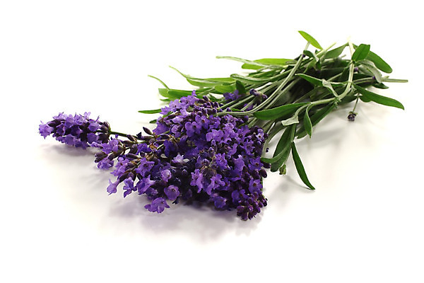 포토 JPG 해외이미지 식물 꽃 꽃다발 꽃무늬 자연 휴식 사람없음 파란색 맛 지중해 허브 향기 라벤더 해외202004 해외포토 바다 컬러 컨셉 무늬 생태계 냄새 파일형식 이미지허브