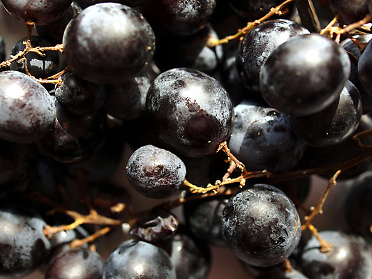 포토 JPG 해외이미지 음식 백그라운드 과일 포도 사람없음 와인 생물학 바이오 해외202004 해외포토 교육 주류 파일형식 이미지허브