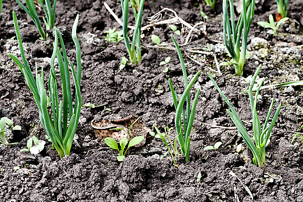 포토 JPG 해외이미지 식물 음식 채소 재료 자연 양파 건강 사람없음 야외 초록색 농장 정원 흙 봄 시골 신선 양념 그룹 유기농 매움 먼지 쪽파 식용 채식주의자 해외202004 해외포토 웰빙 계절 컬러 농업 맛 생태계 채식 파 파일형식 이미지허브