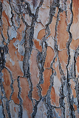 포토 JPG 해외이미지 나무 식물 디자인 백그라운드 패턴 벽지 추상 사람없음 목재 갈색 블록 나뭇가지 거친 선탠 숲 묘사 질감 나무껍질 찢어짐 잡동사니 수목 옛날 해외202004 해외포토 컬러 무늬 재료 모션 껍질 파일형식 이미지허브