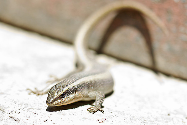 포토 JPG 해외이미지 동물 한마리 야생동물 파충류 자연 사람없음 도마뱀 대가리 동물상 해외202004 해외포토 1 조형물 생태계 파일형식 이미지허브