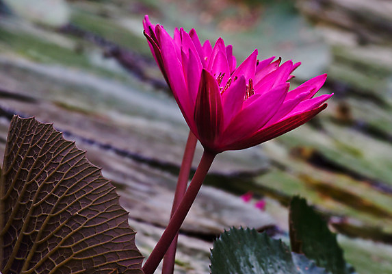 포토 JPG 해외이미지 꽃 사람없음 물 정원 보라색 신성 해외202004 해외포토 자연요소 식물 컬러 파일형식 이미지허브