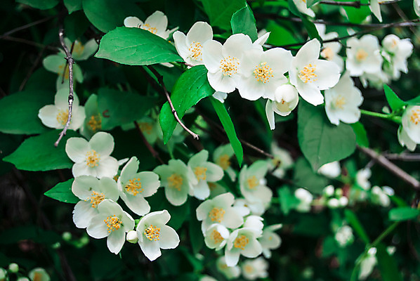 포토 JPG 해외이미지 식물 계절 꽃잎 꽃 꽃다발 백그라운드 잎 꽃무늬 자연 사람없음 초록색 햇빛 노란색 환경 정원 스파 봄 활발 벚꽃 흰색 나뭇가지 신선 개화 우아함 닫기 다발 향수 향기 냄새 아로마 초대 부드러움 고립 취급주의 해외202004 해외포토 나무 컬러 컨셉 무늬 모션 경고 태양 화장품 감각 생태계 파일형식 이미지허브