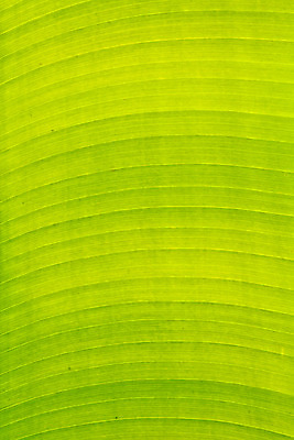 포토 JPG 해외이미지 식물 디자인 선 음식 백그라운드 잎 패턴 자연 벽지 추상 바나나 미술 사람없음 야외 장식 초록색 빛 환경 정원 성장 나뭇가지 신선 숲 묘사 유기농 질감 섬유 정맥 내추럴 광합성 엘리먼트 해외202004 해외포토 나무 웰빙 컬러 무늬 과일 문화예술 직물 생태계 혈관 파일형식 이미지허브