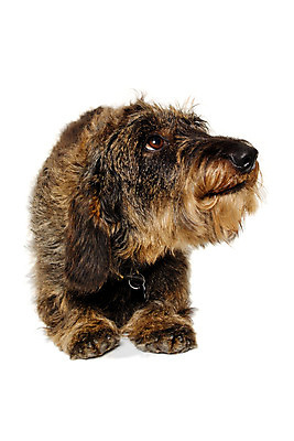 포토 JPG 해외이미지 동물 1 응시 행복 얼굴 백그라운드 휴식 생물 피곤 사람없음 반려동물 갈색 검은색 흰색 표현 개 달콤 수줍음 닥스훈트 싱글 노려봄 송곳니 경보 고립 기르기 옛날 해외202004 해외포토 시선 감정 컬러 컨셉 포유류 표정 신체부위 맛 치아 돌봄 파일형식 이미지허브