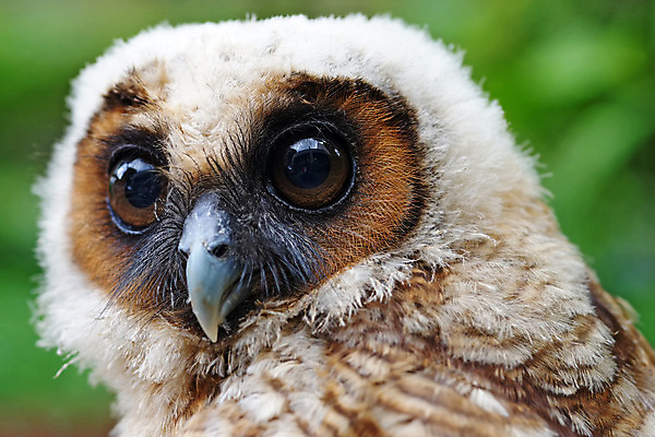 포토 JPG 해외이미지 동물 야생동물 백그라운드 날개 자연 조류 하늘 동물원 사람없음 야외 반려동물 자유 깃털 사인 부엉이 해외202004 해외포토 컨셉 생태계 파일형식 이미지허브