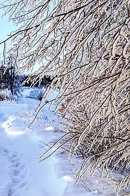 포토 JPG 해외이미지 나무 디자인 계절 공원 여행 백그라운드 크리스마스 겨울 자연 하늘 날씨 풍경 사람없음 야외 목재 파란색 빛 햇빛 태양 일출 맑음 냉동 얼음 일몰 새벽 추위 백발 흰색 나뭇가지 숲 12월 질감 서리 장면 북쪽 자작나무 1월 폭설 눈내림 해외202004 해외포토 자연요소 식물 헤어스타일 공공시설 기념일 컬러 재료 눈_날씨 노을 날짜 자연재해 방향 생태계 파일형식 이미지허브