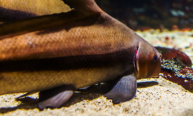 포토 JPG 해외이미지 동물 아시아 바닥 주택 항해 종류 어류 동양인 사람없음 물 반려동물 강 중국 신선 거친 무역 지느러미 상어 수족관 대야 잉어 민물 수경재배 이국적 인기 해외202004 해외포토 자연요소 나라 산업 배_교통 인종 건물 수중동물 파일형식 이미지허브