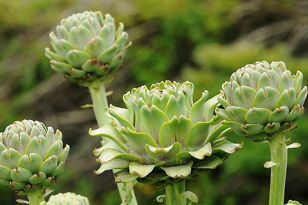 포토 JPG 해외이미지 사람없음 프랑스 해외202004 해외포토 유럽 파일형식 이미지허브