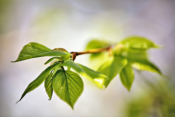 포토 JPG 해외이미지 나무 식물 공원 백그라운드 잎 자연 새로움 사람없음 야외 초록색 여름 빛 햇빛 태양 환경 맑음 봄 성장 나뭇가지 숲 5월 마법 카피스페이스 해외202004 해외포토 자연요소 계절 공공시설 컬러 컨셉 날씨 공백 날짜 생태계 파일형식 이미지허브