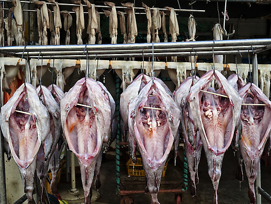 포토 JPG 해외이미지 아시아 음식 여행 바람 건조 한국 어류 사람없음 가로 태양 시장 보호 해산물 남쪽 단백질 방법 해외202004 해외포토 자연요소 나라 컨셉 날씨 수중동물 방향 영양소 파일형식 이미지허브
