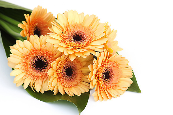 포토 JPG 해외이미지 식물 계절 꽃잎 꽃 백그라운드 꽃무늬 오렌지 자연 추상 3 사람없음 빨간색 여름 컬러풀 노란색 정원 봄 성장 벚꽃 흰색 신선 떨어짐 이슬 다발 데이지 꽃가루 거베라 내추럴 고립 해외202004 해외포토 컬러 컨셉 무늬 과일 가루 생태계 파일형식 이미지허브