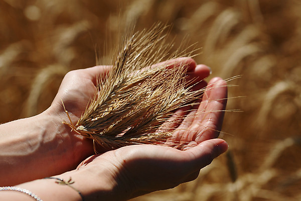 포토 JPG 해외이미지 식물 여자 밭 관리 사람없음 여름 맑음 수확 성장 시리얼 허브 유기농 귀 호밀 해외202004 해외포토 웰빙 계절 음식 농업 날씨 곡류 사람 신체부위 파일형식 이미지허브