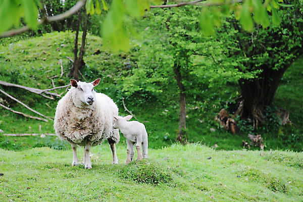 포토 JPG 해외이미지 동물 밭 농업 포유류 가족 자연 엄마 새로움 털 사람없음 야외 초록색 농장 농경지 가축 봄 흰색 시골 아기 양 방목 양고기 내추럴 양모 밭일 해외202004 해외포토 계절 산업 컬러 컨셉 관계 육류 사람 직물 축산업 생태계 파일형식 이미지허브