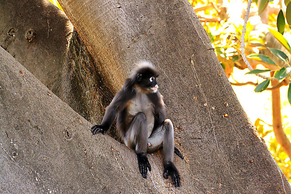 포토 JPG 해외이미지 나무 동물 아시아 잎 태국 자연 털 동물원 사람없음 갈색 검은색 회색 덮개 원숭이 만 꼬리 무화과 무료 해외202004 해외포토 식물 나라 컬러 과일 포유류 뚜껑 생태계 파일형식 이미지허브