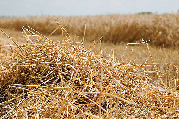 포토 JPG 해외이미지 구름 지구 음식 빵 밭 교실 하늘 종류 옥수수 풍경 사람없음 여름 파란색 농작물 노란색 흙 수확 흰색 재산 황금 낟알 땅 시리얼 밀 허브 시력 성적 귀 자원 밀짚 덩어리 내추럴 땅바닥 볏집 우크라이나 해외202004 해외포토 자연요소 식물 계절 교육 유럽 컬러 농업 학교 곡류 바닥 신체부위 금융 짚 파일형식 이미지허브