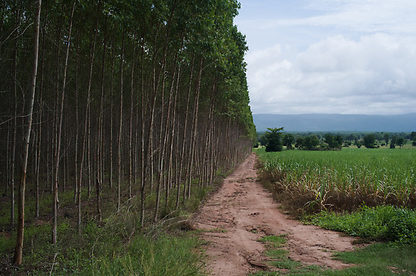 포토 JPG 해외이미지 나무 식물 구름 공원 산업 종이 도로 길 선 백그라운드 잎 밭 공장 태국 자연 하늘 풍경 사람없음 야외 목재 초록색 여름 파란색 태양 환경 정원 봄 나뭇가지 시골 신선 그룹 호주 숲 큼 지역 내추럴 삼림지대 유칼립투스 줄서기 해외202004 해외포토 자연요소 계절 공공시설 아시아 컬러 농업 재료 공업 교통시설 모션 오세아니아 크기 생태계 파일형식 이미지허브