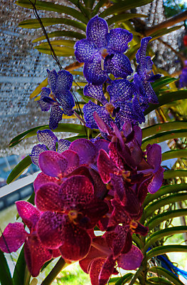 포토 JPG 해외이미지 식물 계절 꽃잎 꽃 꽃다발 백그라운드 꽃무늬 자연 선물 사람없음 장식 초록색 여름 머리 정원 스파 화목 봄 활발 개화 난초 고급 우아함 맛 냄새 아로마 향 단아함 해외202004 해외포토 컬러 컨셉 무늬 신체부위 생태계 파일형식 이미지허브