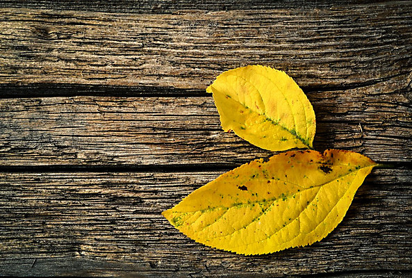 포토 JPG 해외이미지 나무 디자인 계절 백그라운드 단풍 잎 텍스트 자연 표면 미술 사람없음 목재 가로 빨간색 갈색 노란색 우주 수확 가을 거친 묘사 질감 복고 먼지 그런지 옛날 카피스페이스 해외202004 해외포토 식물 컬러 농업 재료 문화예술 공백 생태계 파일형식 이미지허브