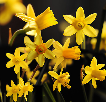 포토 JPG 해외이미지 식물 계절 공원 꽃잎 꽃 백그라운드 2 꽃무늬 전구 자연 부활절 사람없음 야외 초록색 노란색 정원 검은색 봄 흰색 개화 묘사 꽃가루 수선화 모음 알레르기 구성 해외202004 해외포토 공공시설 기념일 컬러 무늬 질병 가루 생태계 파일형식 이미지허브