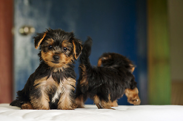 포토 JPG 해외이미지 포유류 털 사람없음 반려동물 갈색 흰색 쌍 개 강아지 작음 모피 요크셔테리어 테리어 혀 형제 슛 언니 송곳니 고립 해외202004 해외포토 동물 남자 컬러 가족 입 치아 크기 자매 파일형식 이미지허브