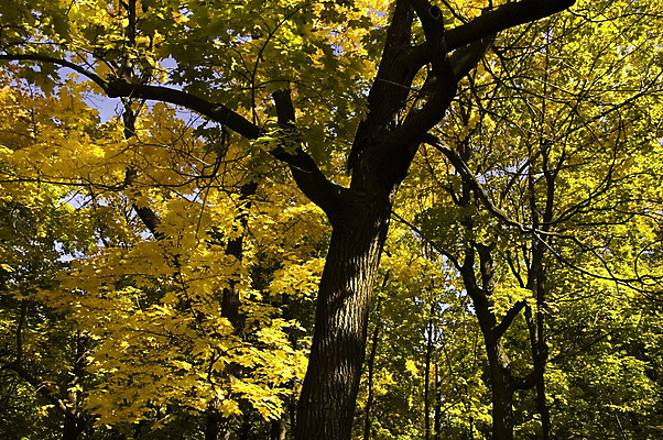 포토 JPG 해외이미지 나무 계절 컨셉 잎 자연 하늘 사람없음 야외 파란색 노란색 가을 나뭇가지 숲 해외202004 해외포토 식물 컬러 생태계 파일형식 이미지허브