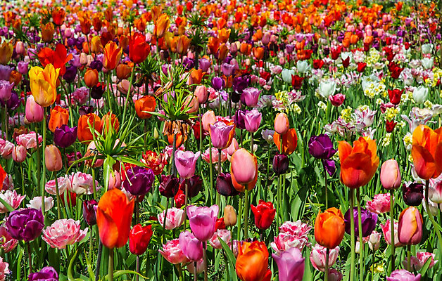 포토 JPG 해외이미지 식물 계절 공원 꽃잎 꽃 꽃다발 여행 결혼 백그라운드 잎 꽃무늬 밭 자연 추상 부활절 발렌타인데이 사랑 사람없음 빨간색 초록색 컬러풀 정원 봄 활발 튤립 벚꽃 직물 신선 다발 꽃집 제비꽃 오브젝트 네덜란드 원예 질감 서식 엽서 내추럴 강렬 인공 전경 해외202004 해외포토 공공시설 기념일 감정 유럽 컬러 컨셉 무늬 농업 데이이벤트 풍경 이벤트 취미 상점 편지 생태계 파일형식 탑뷰 이미지허브