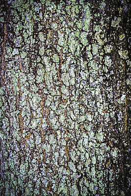 포토 JPG 해외이미지 나무 식물 디자인 산업 선 백그라운드 패턴 자연 표면 날씨 추상 사람없음 목재 줄무늬 수확 거친 숲 낟알 피부 유기농 질감 목공예 나무껍질 잡동사니 그런지 수목 엘리먼트 해외202004 해외포토 웰빙 무늬 농업 재료 신체부위 껍질 공예 생태계 파일형식 이미지허브