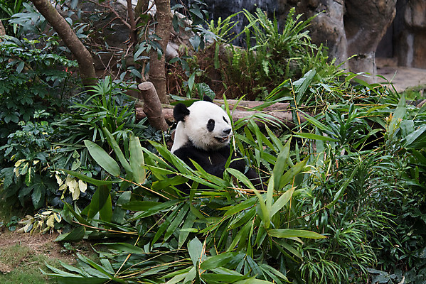 포토 JPG 해외이미지 나무 동물 공원 야생동물 여행 곰 자연 동물원 종류 사람없음 여행객 검은색 중국 흰색 숲 판다 먹기 배고픔 대나무 서식지 거인 해외202004 해외포토 식물 공공시설 아시아 컬러 포유류 모션 사람 생태계 파일형식 이미지허브