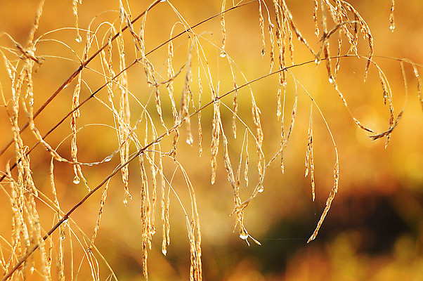 포토 JPG 해외이미지 계절 백그라운드 벽지 풍경 사람없음 노란색 가을 물방울 시리얼 질감 귀 해외202004 해외포토 음식 컬러 신체부위 파일형식 이미지허브