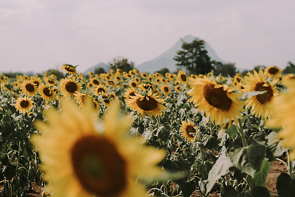 포토 JPG 해외이미지 식물 계절 꽃 행복 여행 백그라운드 꽃무늬 패턴 밭 농업 자연 하늘 불꽃 해바라기 풍경 사람없음 야외 파란색 농작물 컬러풀 태양 노란색 환경 일몰 터치 성장 벚꽃 시골 개화 유기농 많음 카피스페이스 세련 해외202004 해외포토 자연요소 웰빙 감정 산업 컬러 컨셉 무늬 불 노을 공백 생태계 파일형식 이미지허브