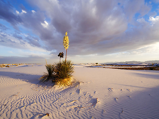 포토 JPG 해외이미지 식물 여행 자연 하늘 멕시코 건조 사람없음 야외 햇빛 일출 사막 낟알 뉴멕시코 해외202004 해외포토 북아메리카 태양 노을 생태계 파일형식 이미지허브