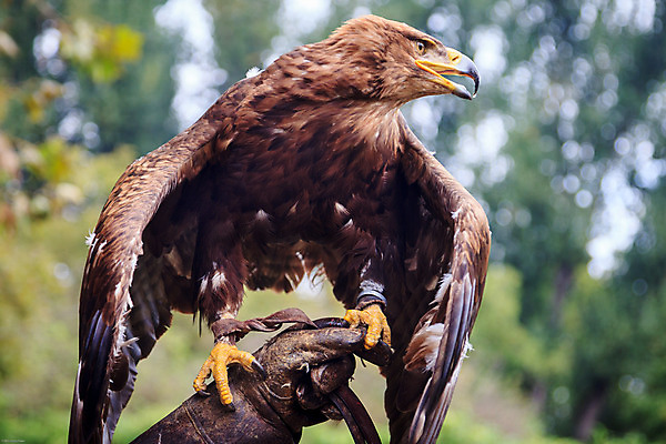 포토 JPG 해외이미지 동물 야생동물 날개 자연 조류 사람없음 먹이 깃털 부리 독수리 육식동물 사냥꾼 해외202004 해외포토 직업 생태계 파일형식 이미지허브
